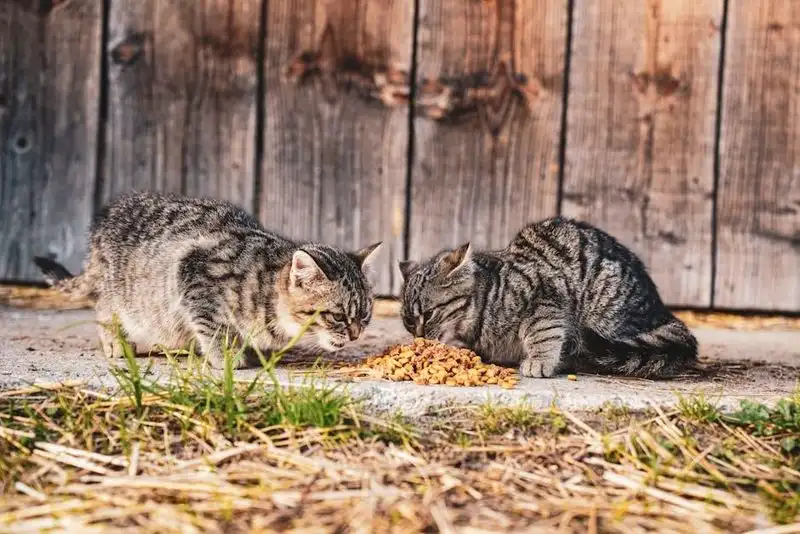 Cat Deterrent
