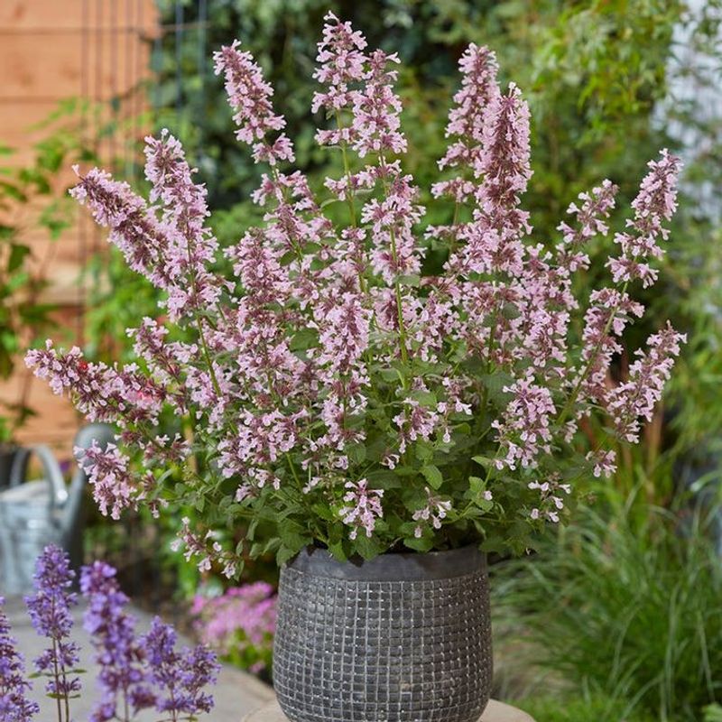 Catmint