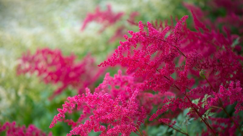Astilbe