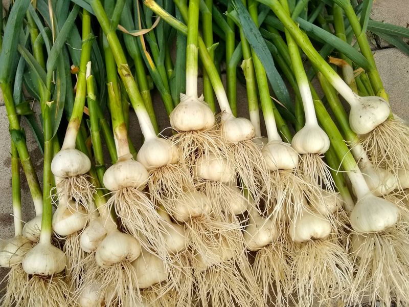 Garlic