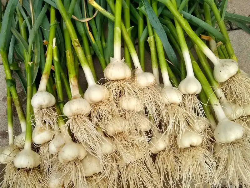 Garlic