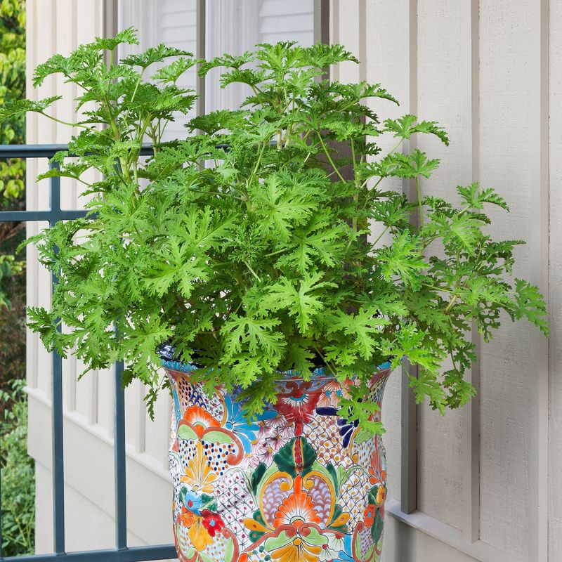 Geranium
