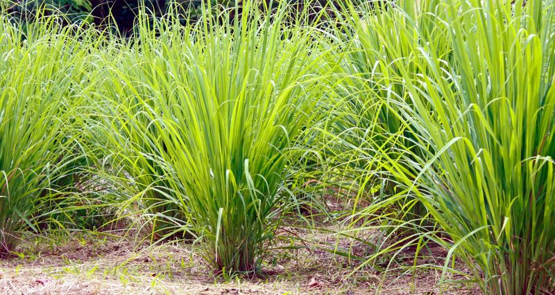 Lemongrass