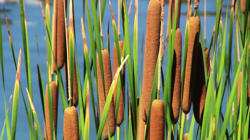 Cattail