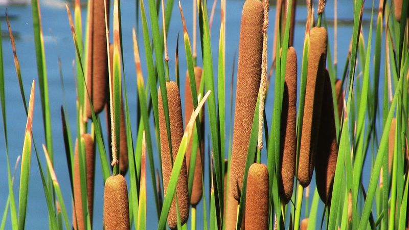 Cattail