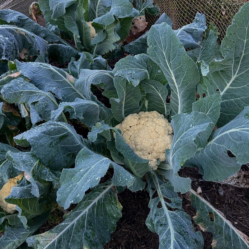 Cauliflower