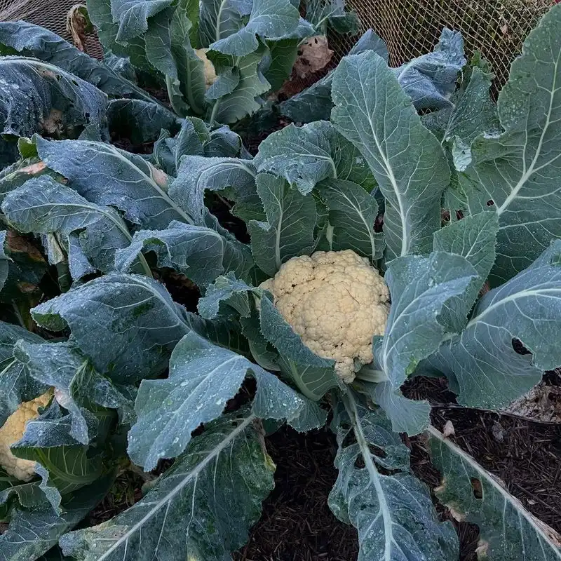 Cauliflower