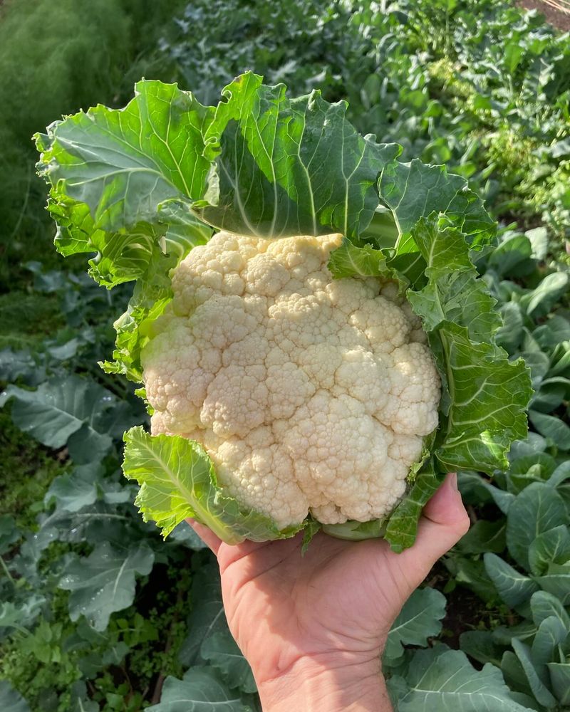 Cauliflower