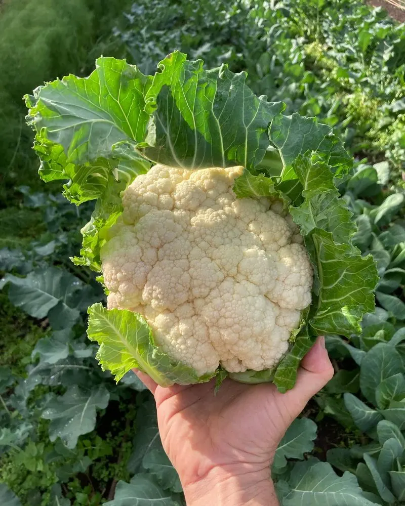 Cauliflower