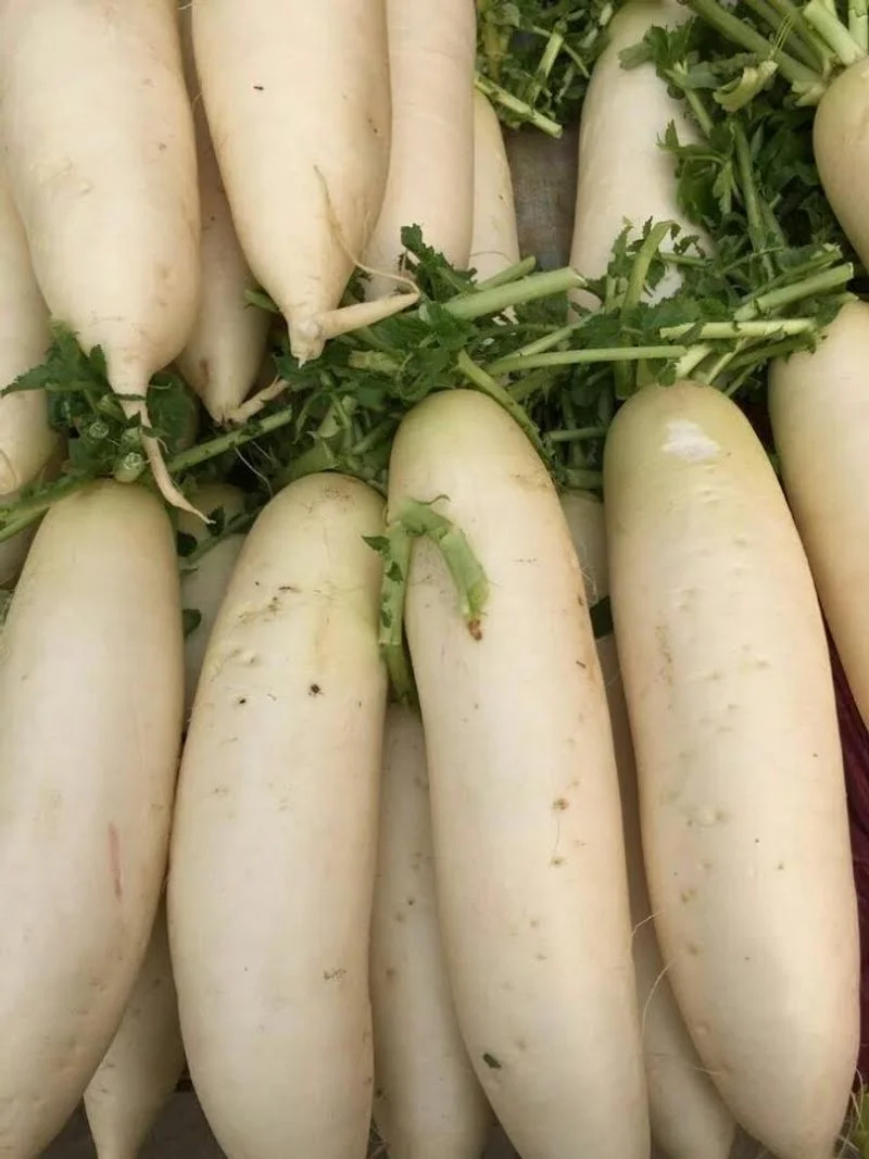 White Radish