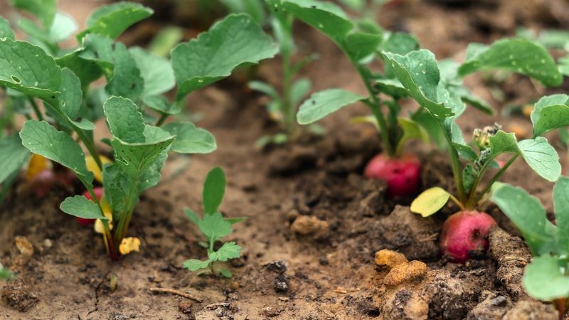 Radishes