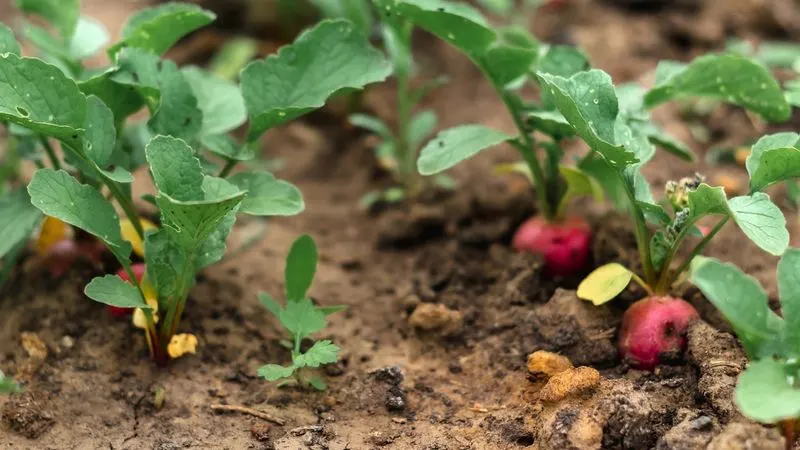 Radishes