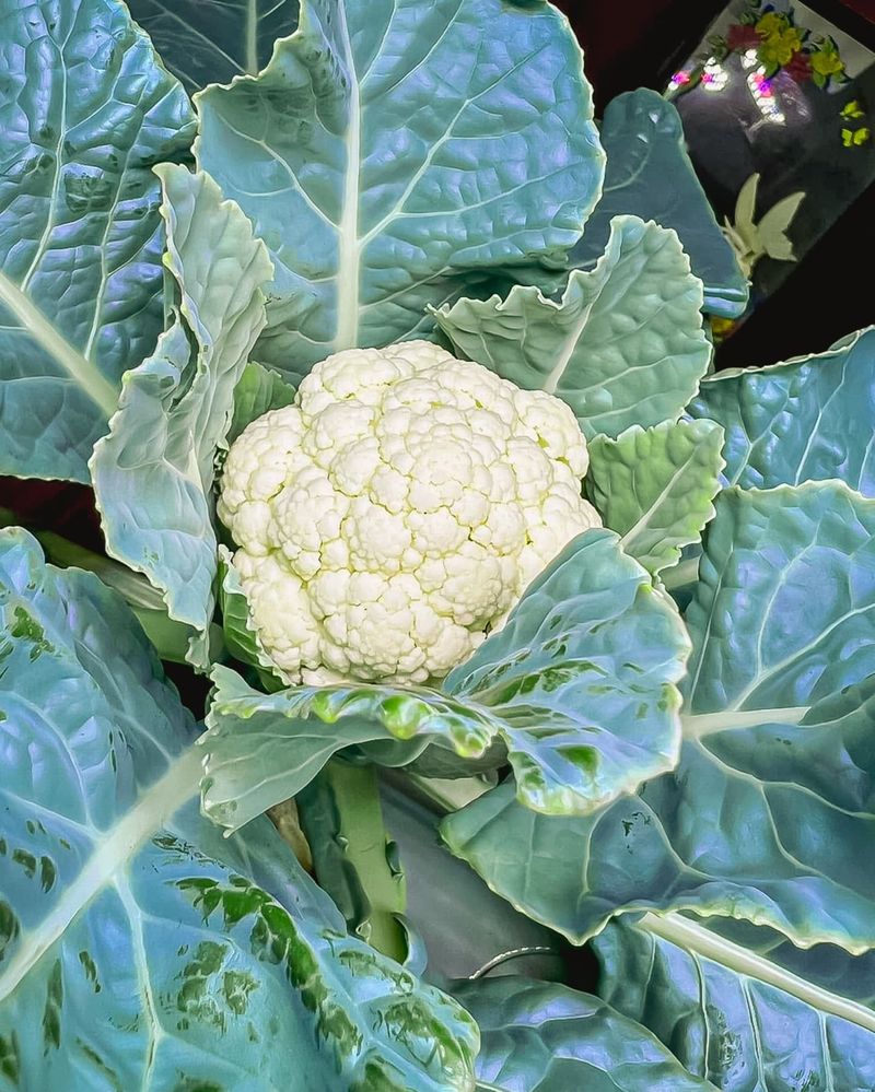 Cauliflower