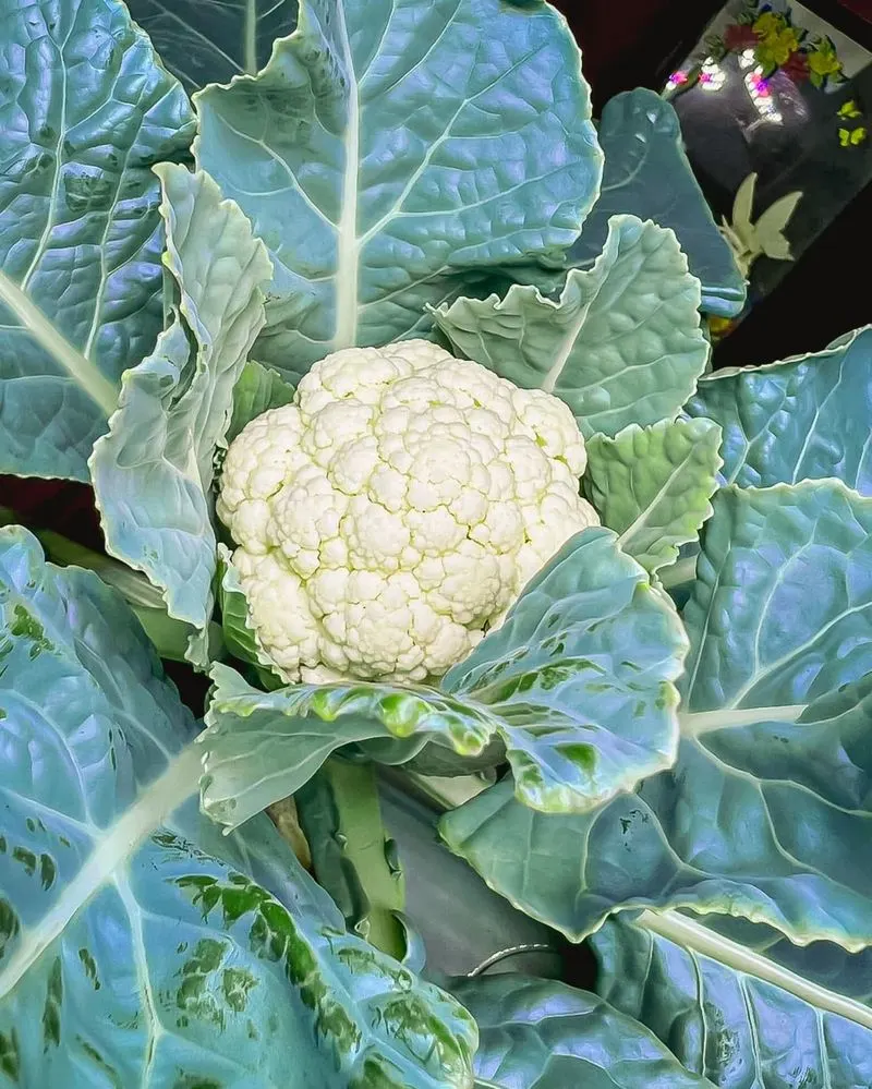 Cauliflower