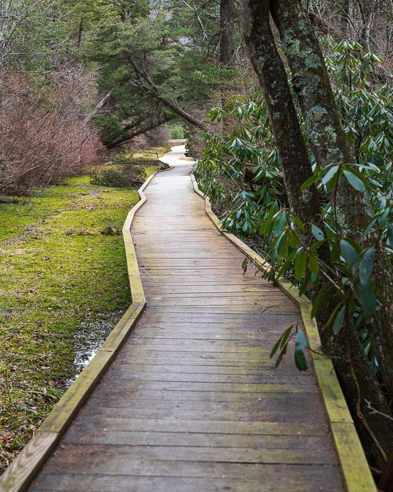 Cedar Boardwalk