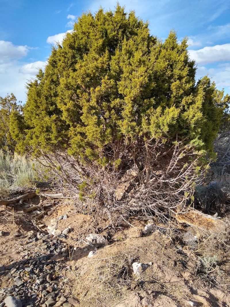 Juniper