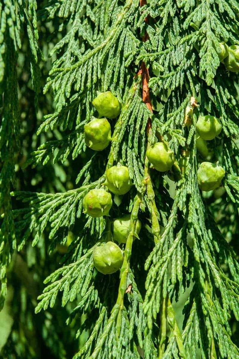 Cedar