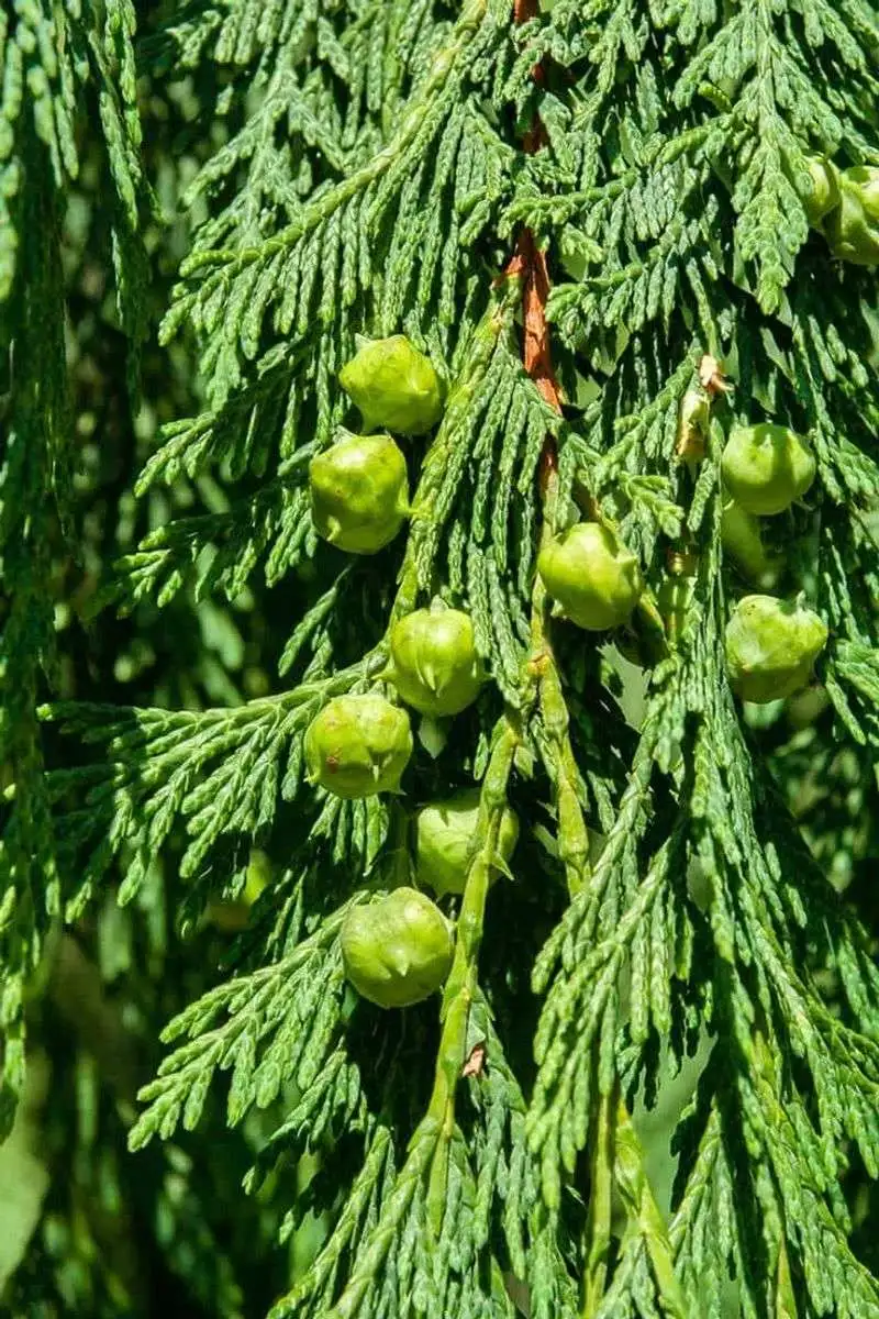 Cedar