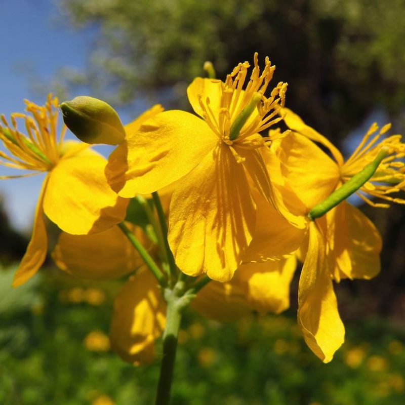 Celandine Poppy