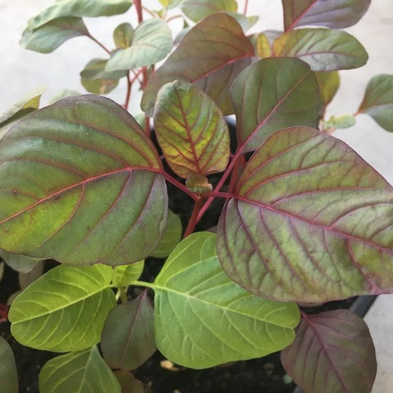 Amaranth