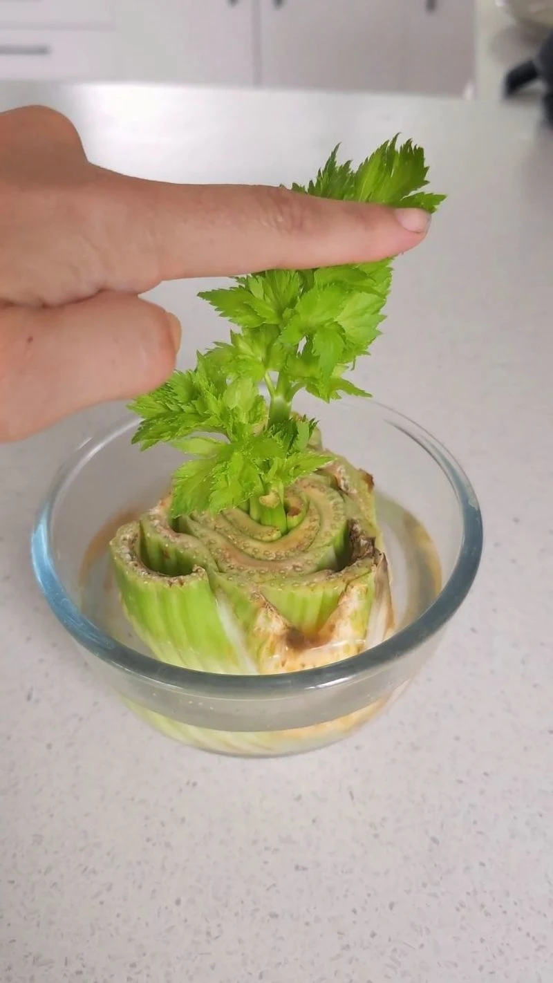 Celery
