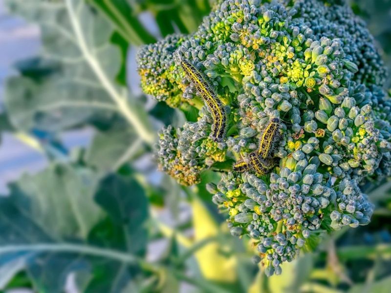 Broccoli