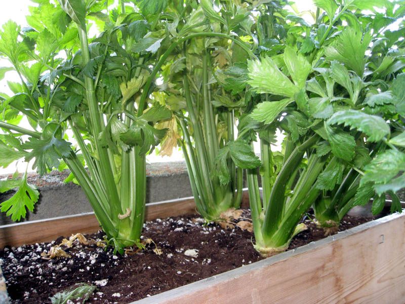 Celery
