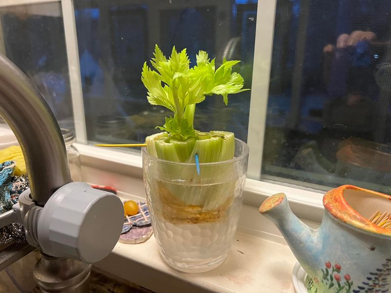 Celery Base Regrowth