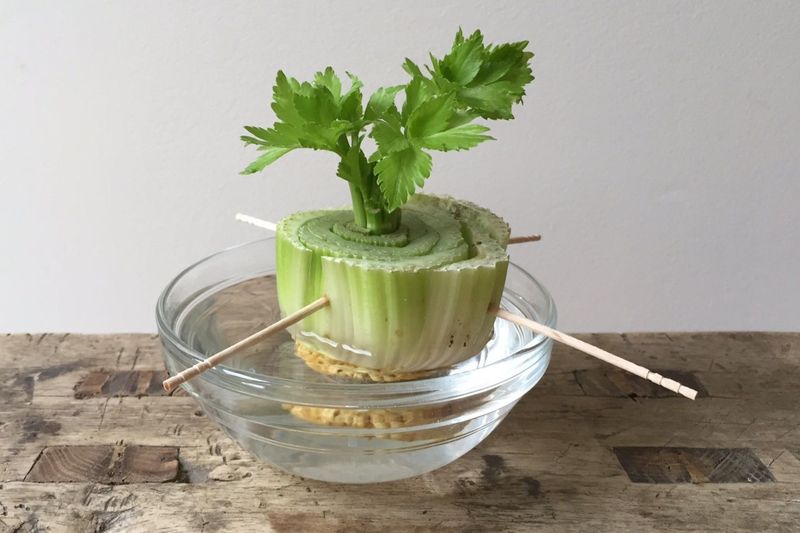 Celery Base Revival