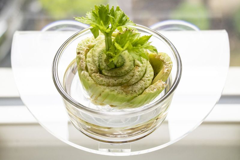 Celery Bases