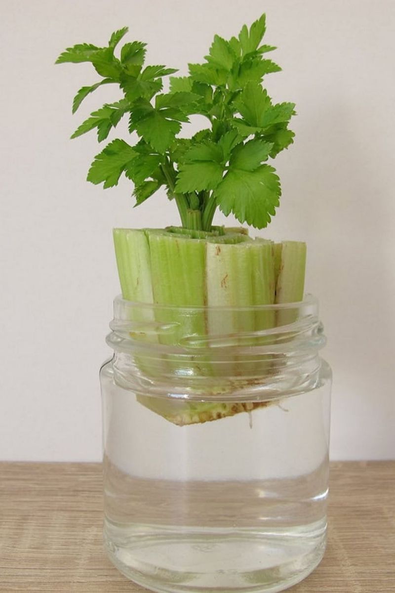 Celery Bases