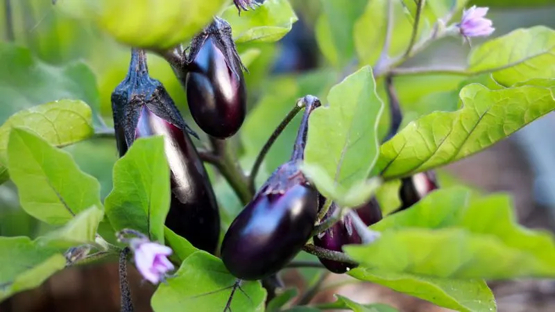 Eggplant