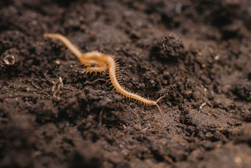 Centipedes