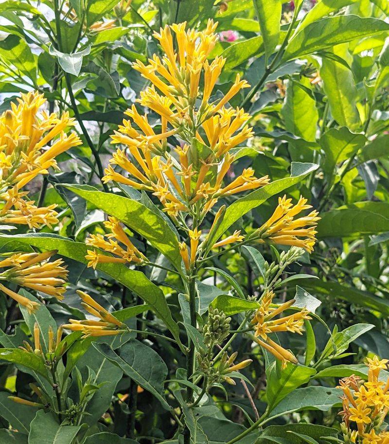 Cestrum Nocturnum