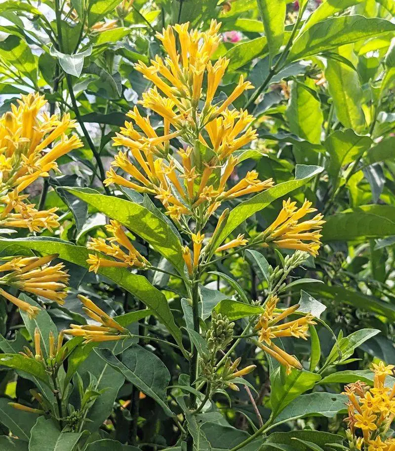 Cestrum Nocturnum