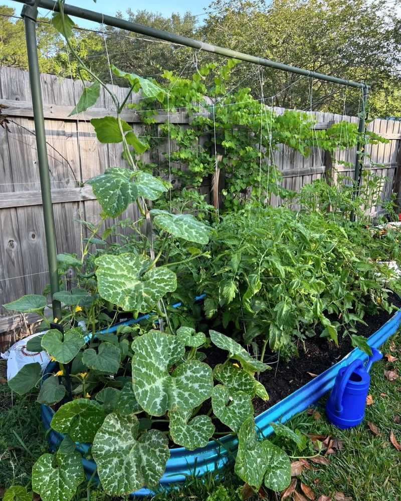 Chain Link Fence Trellis