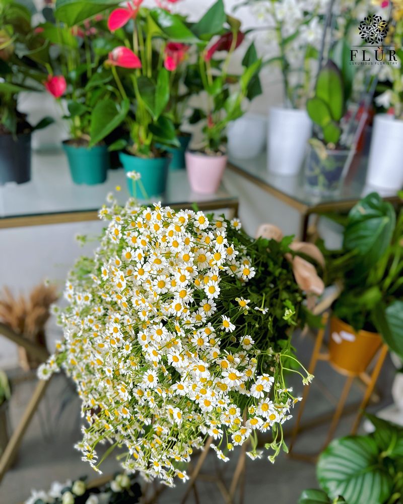 Chamomile