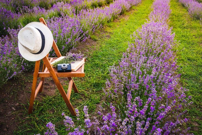 Lavender