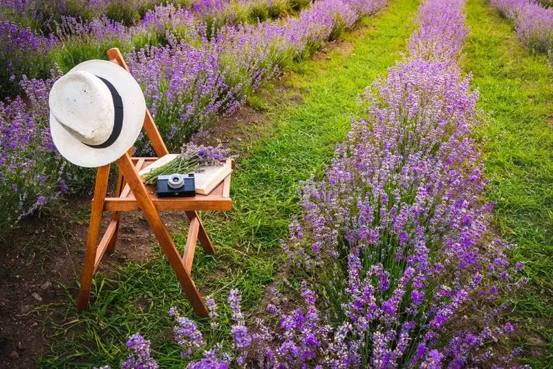 Lavender