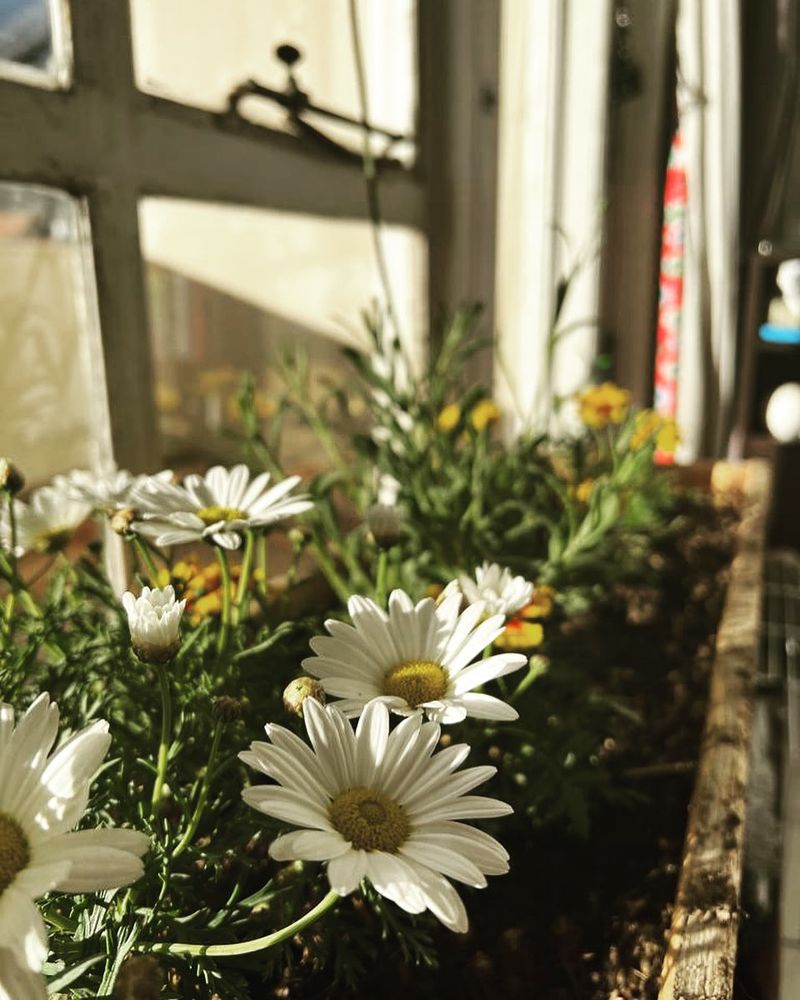 Chamomile