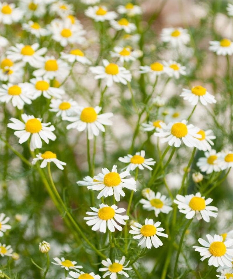 Chamomile