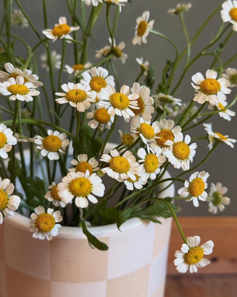 Chamomile
