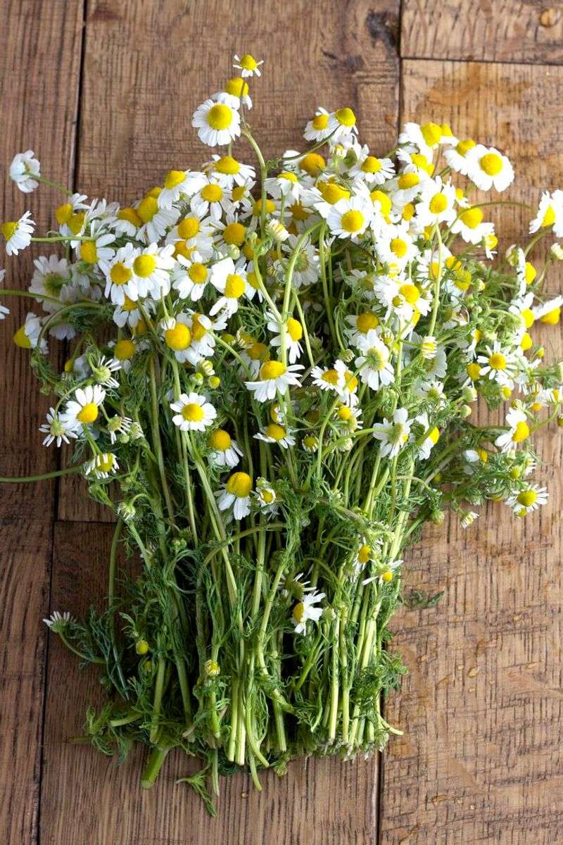 Chamomile