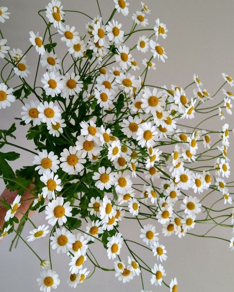 Chamomile