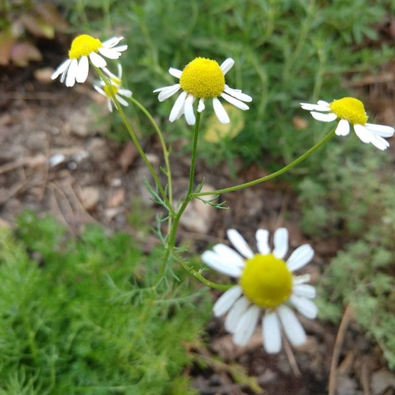 Chamomile
