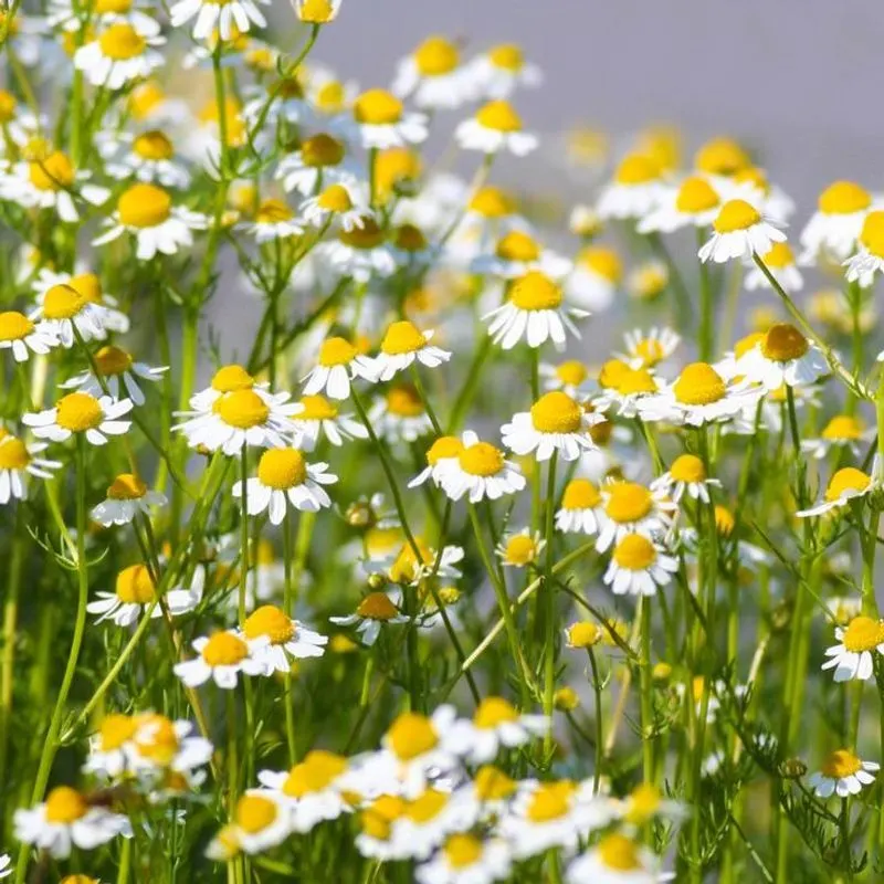 Chamomile: Gentle Sleep Aid