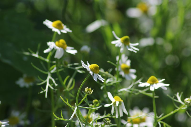 Chamomile Tea Plant Tonic