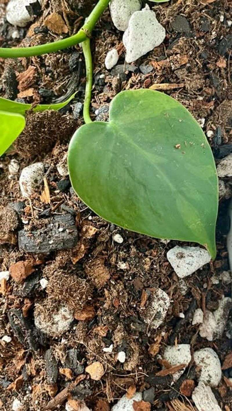 Charcoal for Soil Aeration