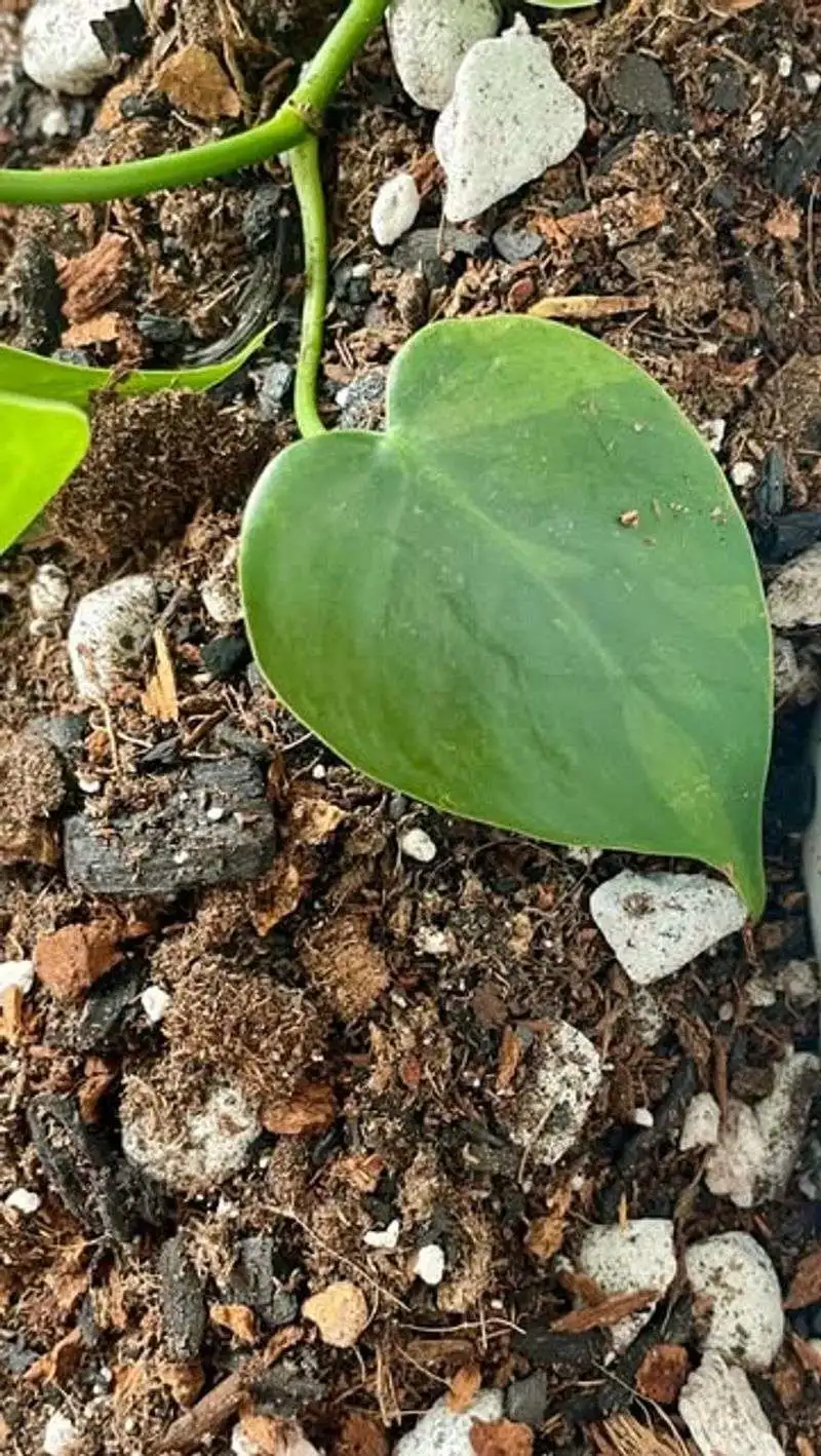 Charcoal for Soil Aeration