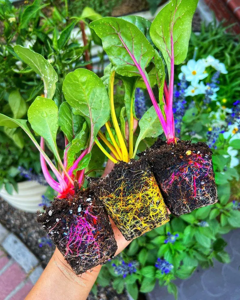 Chard